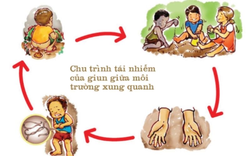 Mô tả con đường lây lan của giun sán