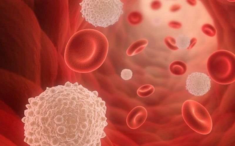 Số lượng bạch cầu khái niệm, chỉ số trung bình bạch cầu