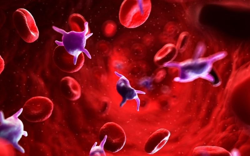Tiểu cầu: Khái niệm tiểu cầu, tìm hiểu về tiểu cầu