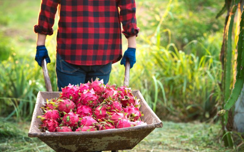 Thanh long là nguồn cung cấp chất xơ dồi dào, hỗ trợ tiêu hóa khỏe mạnh