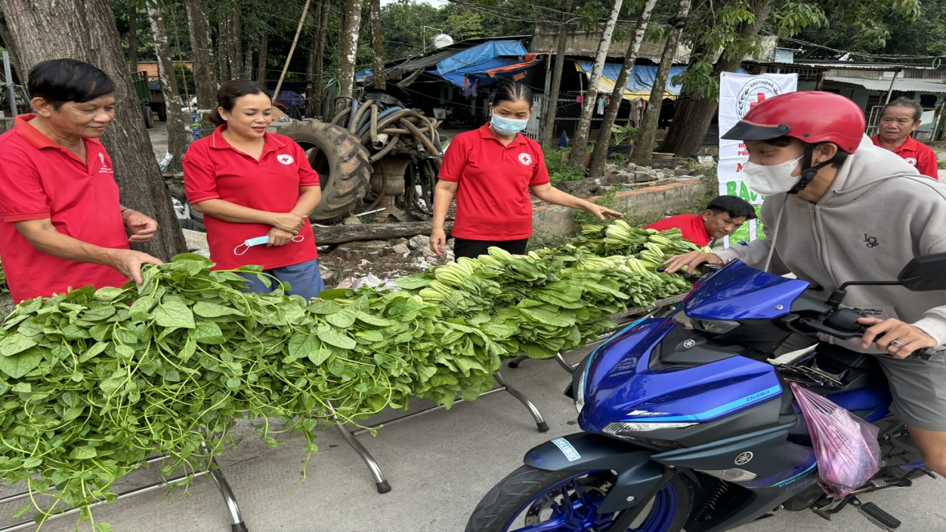 HỘI CHỮ THẬP ĐỎ PHƯỜNG HÒA PHÚ: TỔ CHỨC MÔ HÌNH “RAU SẠCH 0 ĐỒNG”